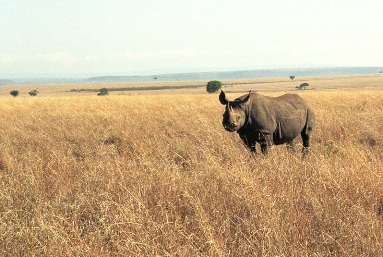 Rhinoceros standing in grassland