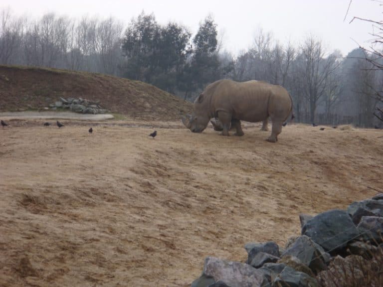 Rhinoceros in Colchester Zoo