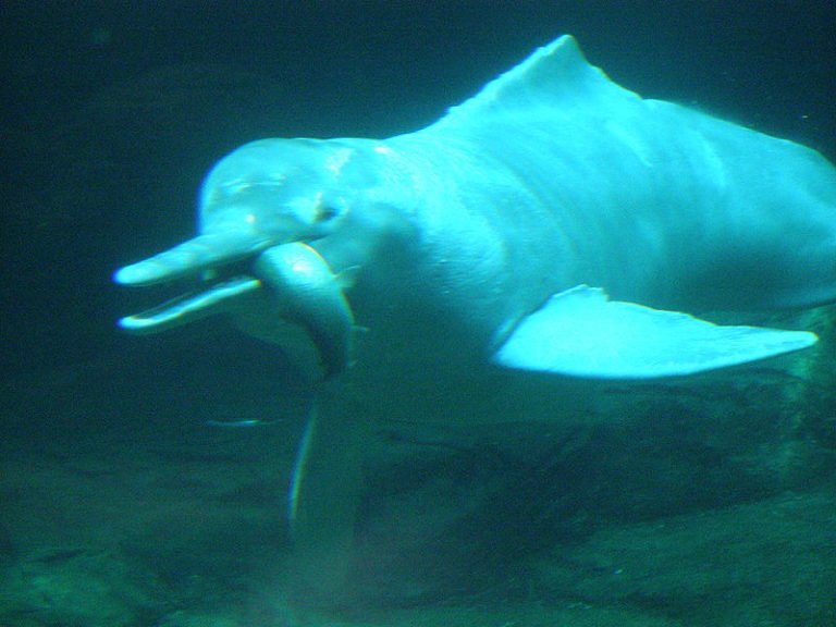 Boto, or Amazon River Dolphin, eating a fish