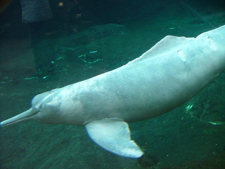 Boto, Amazon River Dolphin (Inia geoffrensis) named Orinoko at Zoo Duisburg, Germany