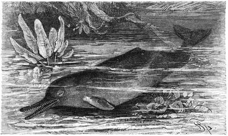 Schnabeldelphin-drawing