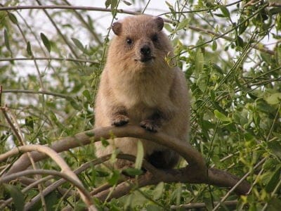 A Procavia capensis