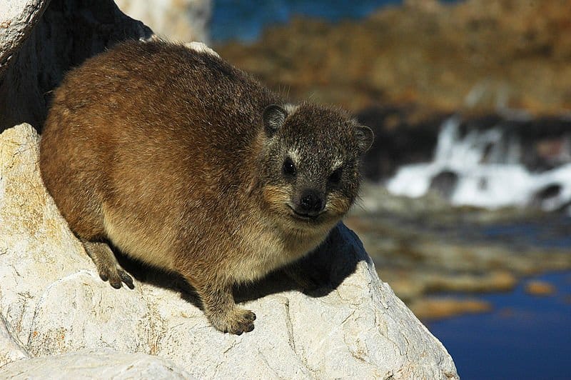 Rock Hyrax Animal Facts | Procavia capensis | AZ Animals