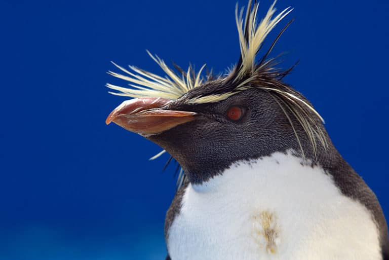 Rockhopper Penguin, close-up