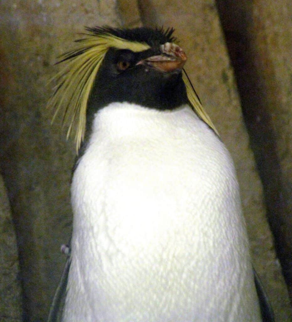 A close-up of a Rockhopper Penguin.