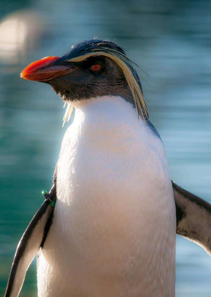 A Rockhopper Penguin at Edinburgh Zoo, UK.