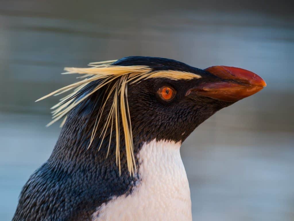 A close-up of a Rockhopper Penguin at Edinburgh Zoo, UK.