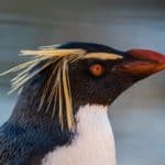 Southern Rockhopper Penguin