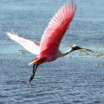 Roseate spoonbill