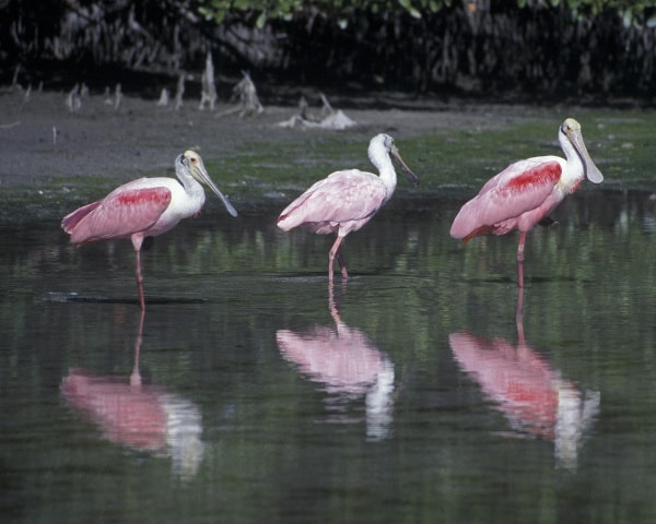 Roseate Spoonbill3 