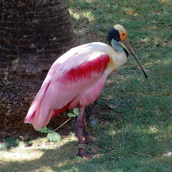 Roseate Spoonbill5 