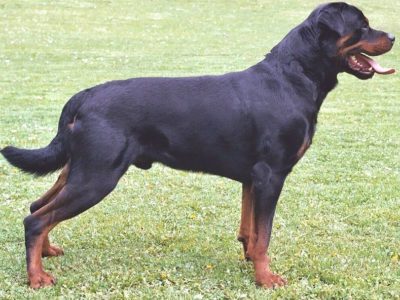 Rottweiler Picture