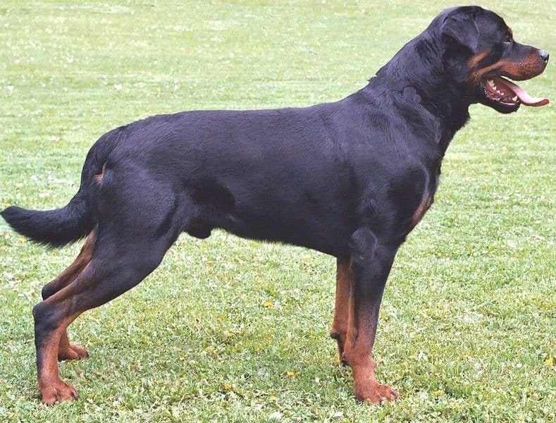 Rottweiler dog on the grass