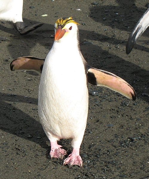 Royal Penguin walking on the sand