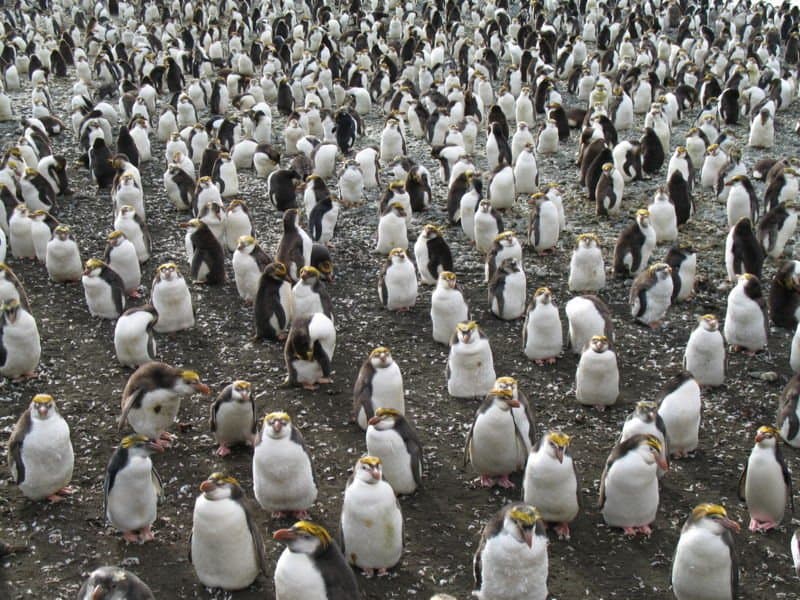 Royal Penguin colony