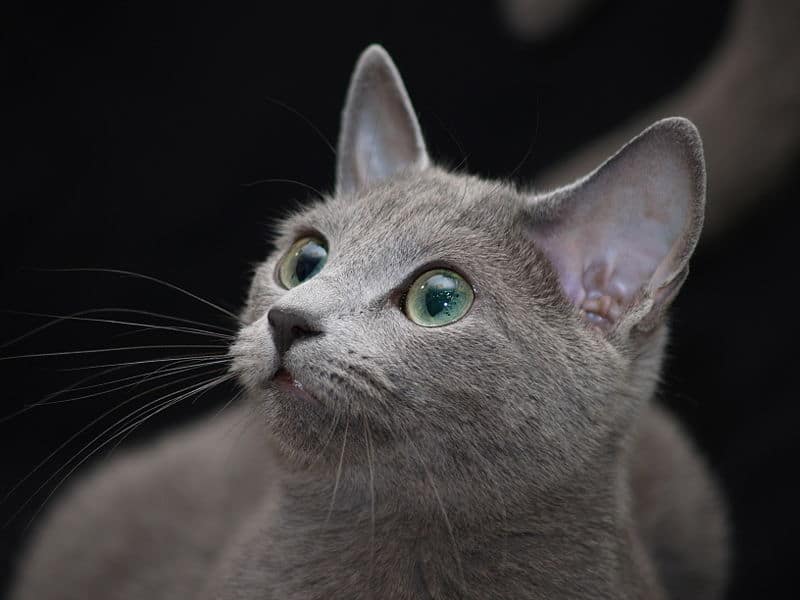 Closeup shot of a russian blue cat and its whiskers.