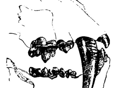 A Saber-Toothed Tiger