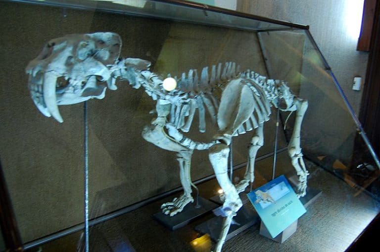 Saber-toothed tiger skeleton