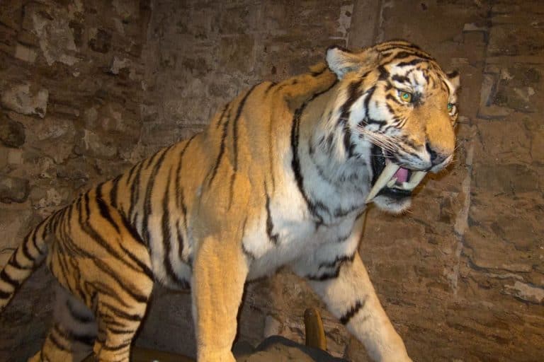 Saber-toothed tiger