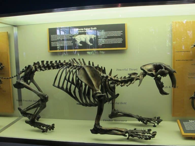 Saber-toothed tiger skeleton