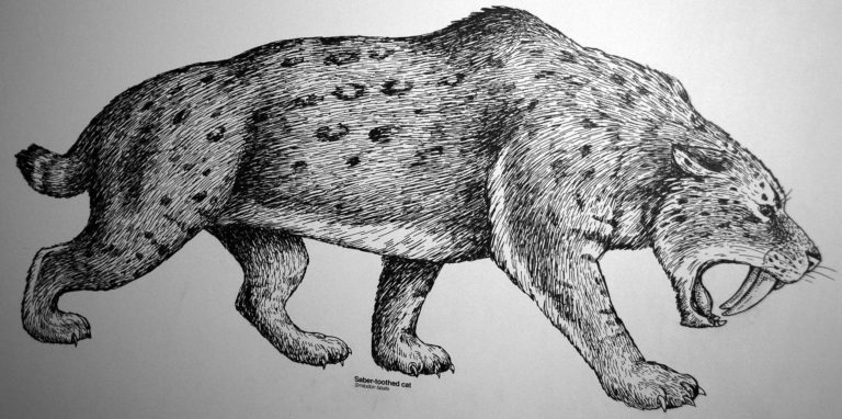 Saber-toothed tiger drawing