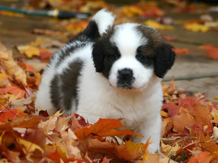 St. Bernard pup enjoying his first fall season
