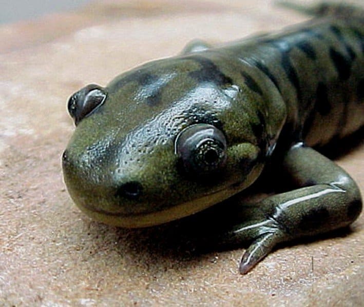 Have you seen this salamander?