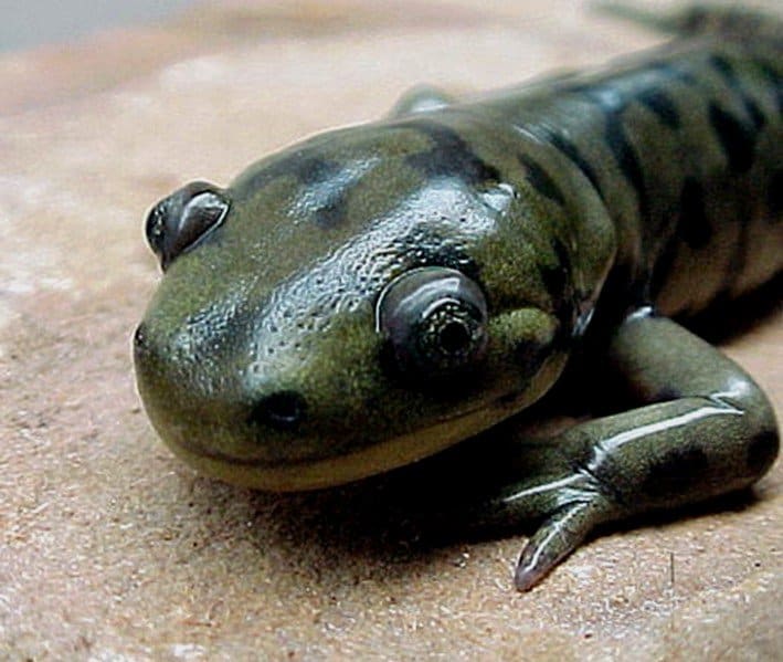 salamander laying eggs