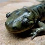 Newts and salamanders