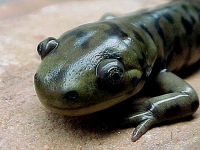 Salamander Picture