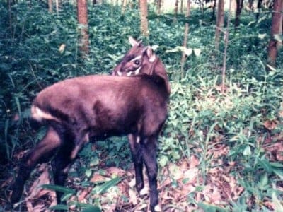 Saola Picture