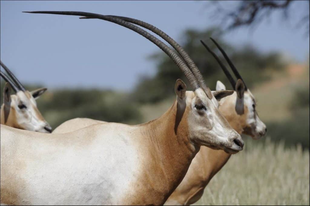 african mammals with horns