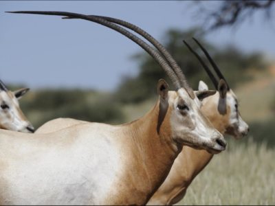 A Scimitar-horned Oryx