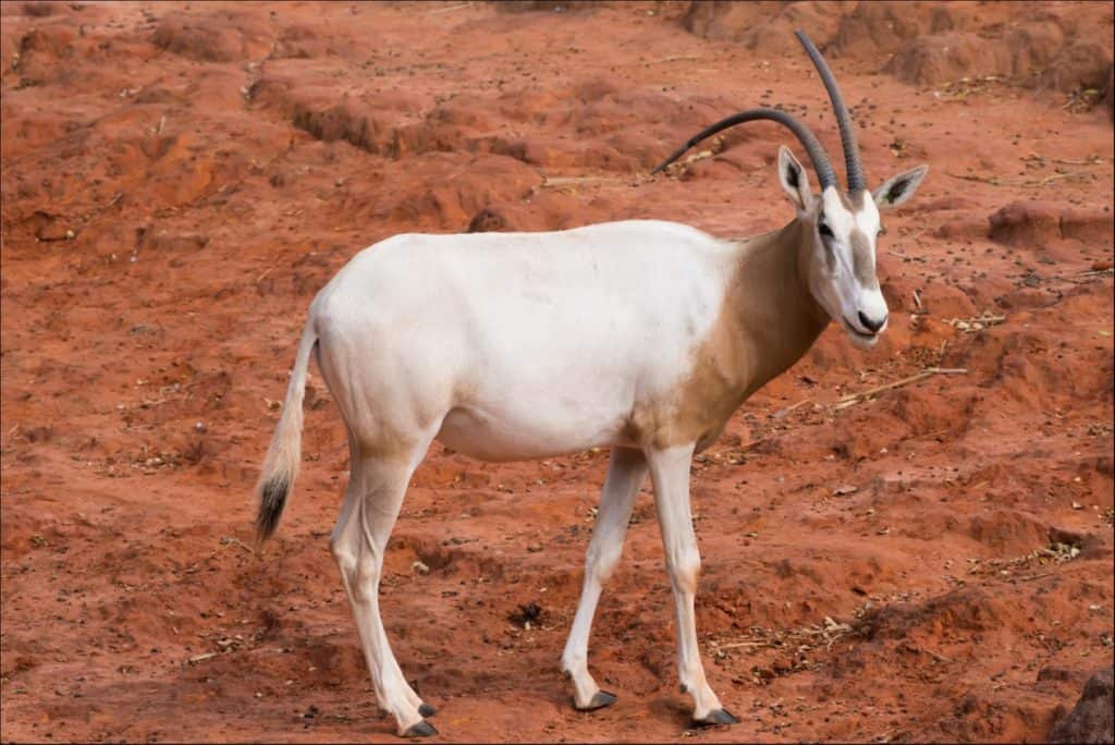 Sadly, the addax is critically endangered, with small numbers in Niger and Chad. Furthermore, the scimitar-horned oryx is extinct in the wild.