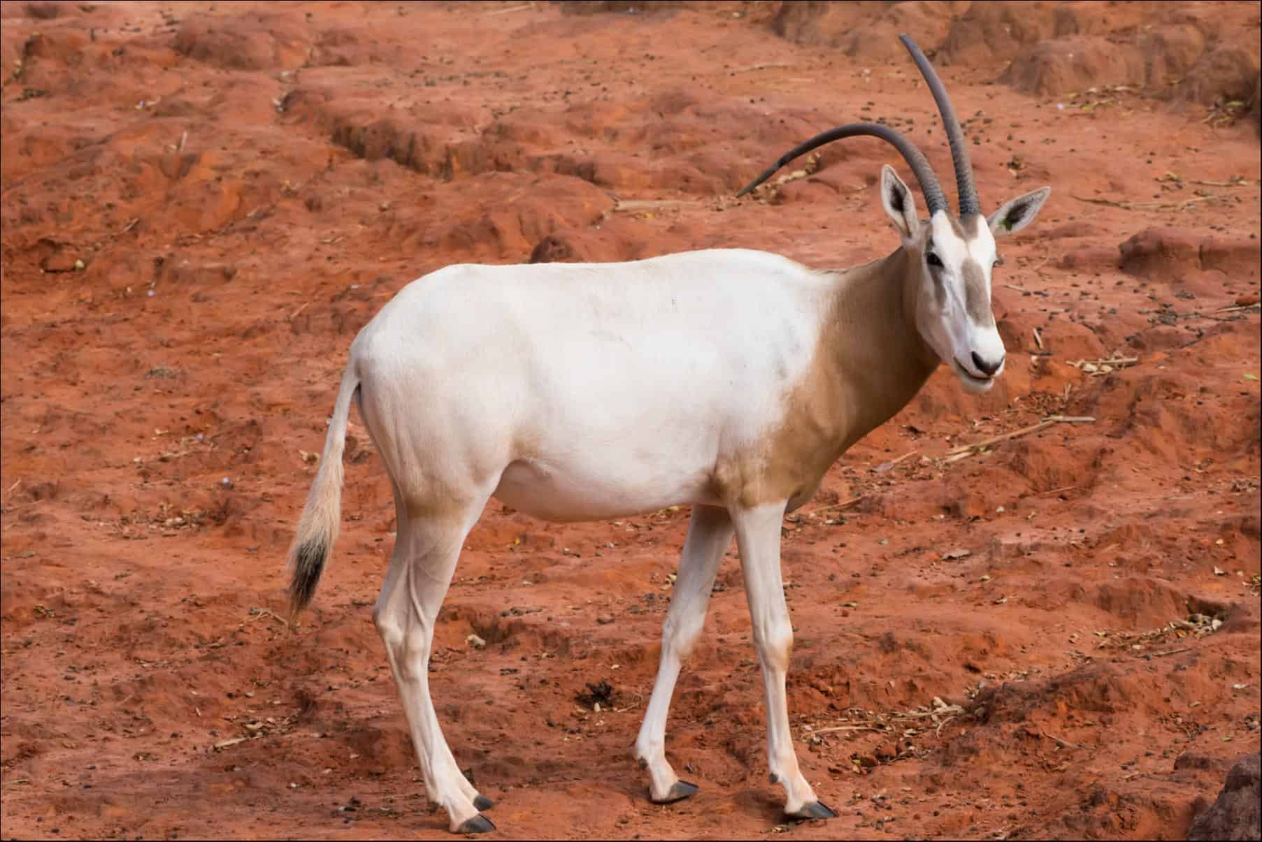 Scimitar horned Oryx Animal Pictures A Z Animals Scimitar horned Oryx Animal Pictures A Z Animals