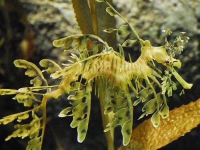 Sea Dragon Picture