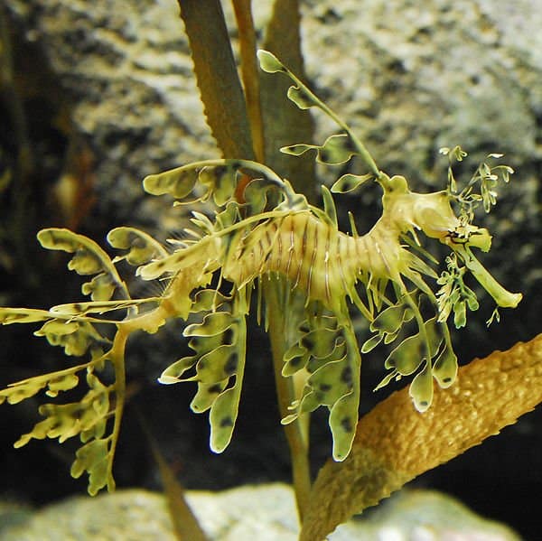 sea dragon swimming in seaweed
