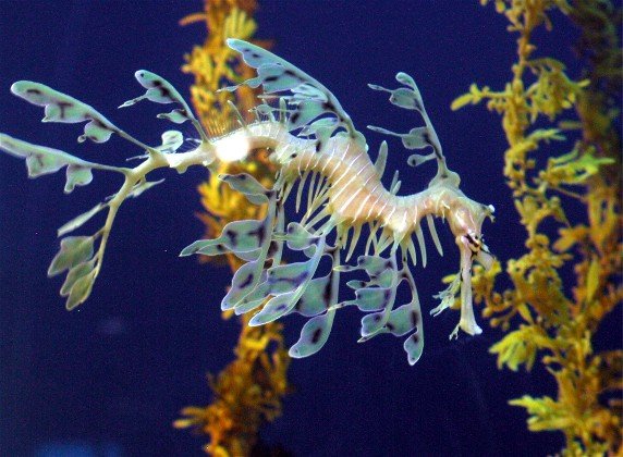 sea dragon swimming in seaweed