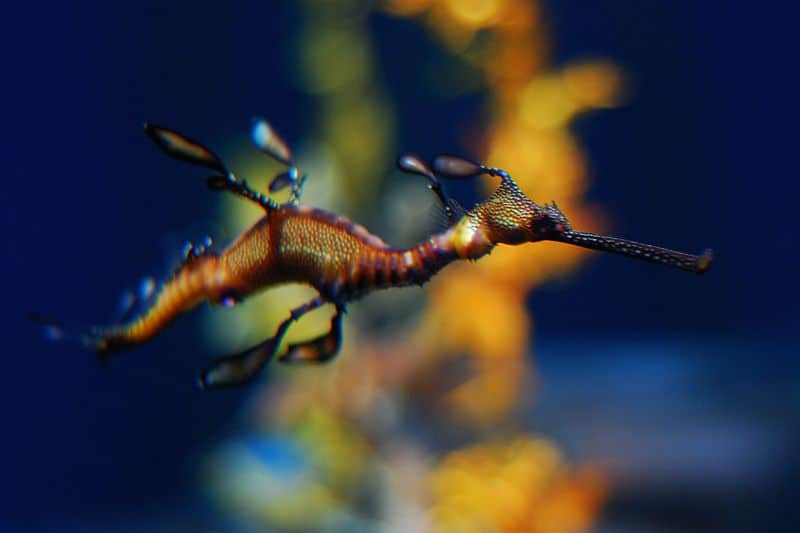 sea dragon in seaweed