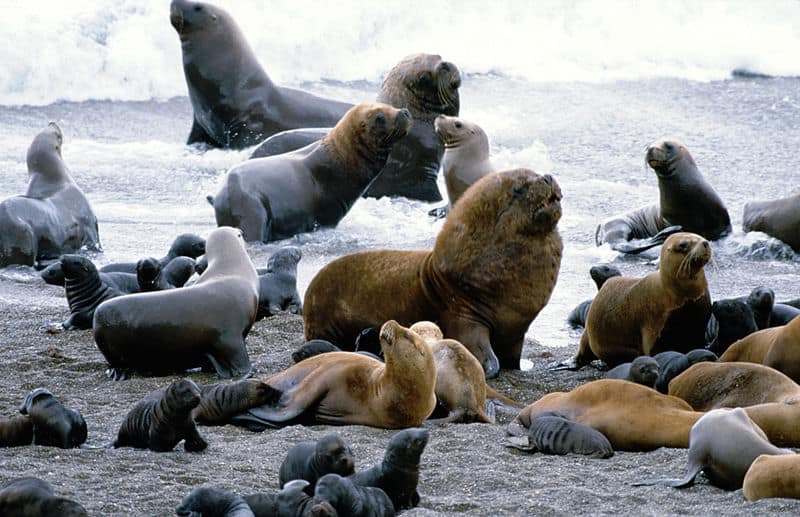 Ouch! Sea Lions Attack Swimmers In San Francisco Bay