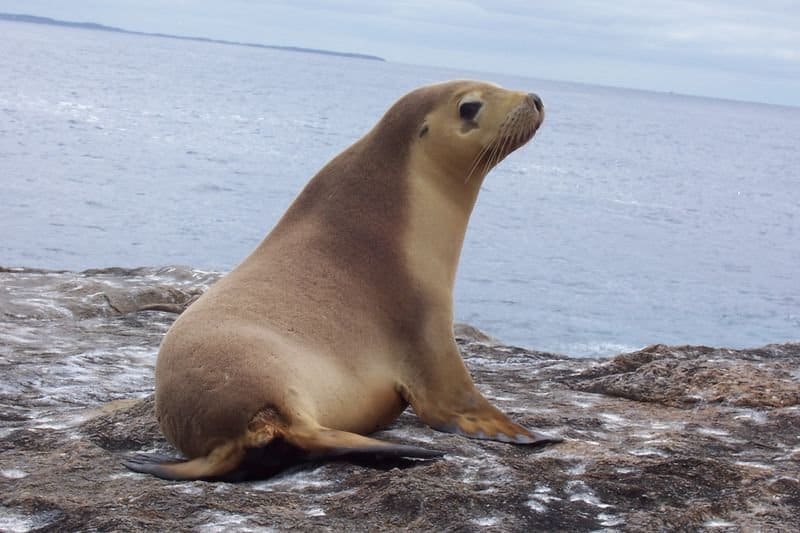 Do Sea Lions Eat Squid - Inge Regine