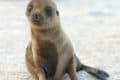 Sea Lion (Otariidae) | AZAnimals.com