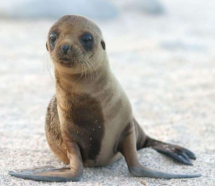 Sea Lion Animal Facts Otariidae Az Animals [ 600 x 693 Pixel ]