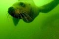 Sea Lion (Otariidae) | AZAnimals.com