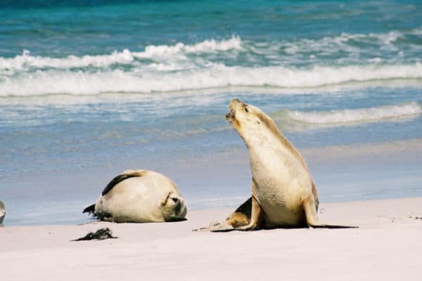 Sea Lion Animal Facts | Otariidae | AZ Animals