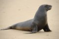 Sea Lion (Otariidae) | AZAnimals.com