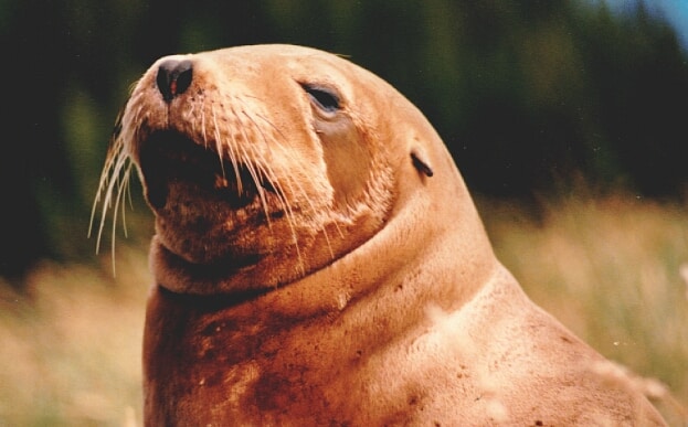 sea lion predators