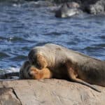 Sea lion
