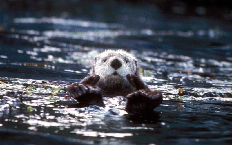 sea otter