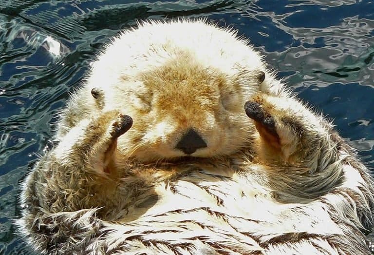 Photo of sleeping Enhydra lutris (sea otter) at the Vancouver Aquarium